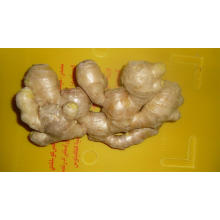 Air Dry Fresh Ginger New Harvest